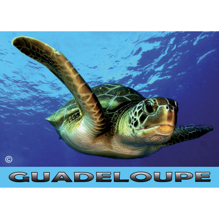 Magnet : photo - tortue 1