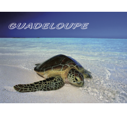 Magnet : photo - tortue 2