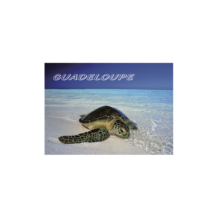 Magnet : photo - tortue 2