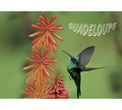 Magnet : photo - colibri fleurs 3